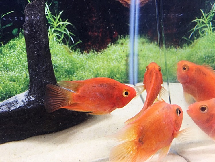 Blood Red Parrot Cichlid ~ 8cm